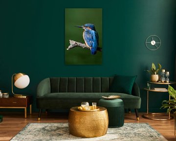 Eisvogel auf Ast von Paula Ketz