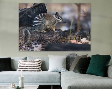 Numbat