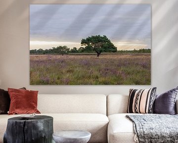 Iconische boom Dwingelderveld tijdens zonsopkomst