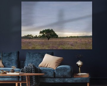 Iconische boom Dwingelderveld tijdens zonsopkomst