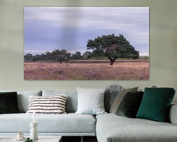Der ikonische Baum Dwingelderveld bei Sonnenaufgang