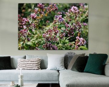 Zomertuin oregano bloesems en bij