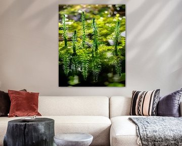 Fir fronds in the garden pond by ManfredFotos