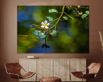 White flower of a water crowfoot in a garden pond by ManfredFotos