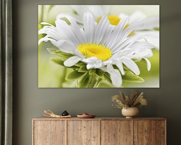 Daisies