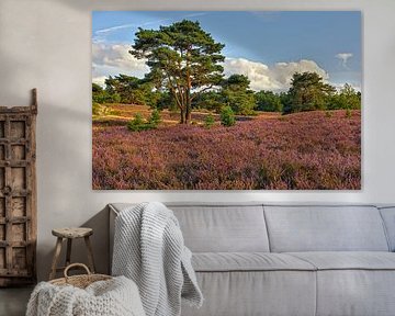Brunssumer Heide in het avondlicht - heidebloesem in augustus van Rolf Schnepp