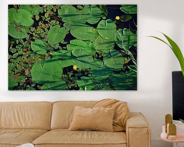 Yellow water lilies in the river Wetering