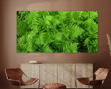 Des fougères en forêt en été sur Claude Laprise