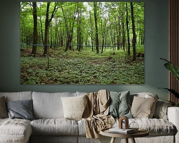 Une érablière en été sur Claude Laprise