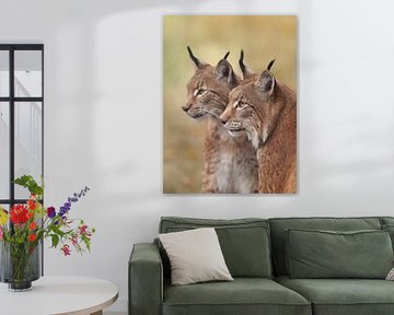 Luchs in höchster Konzentration von Jeannet Hooftman