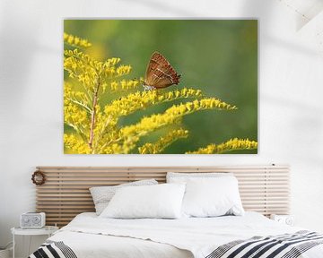 Papillon de nuit à taches réniformes