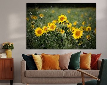 De zonnebloemen