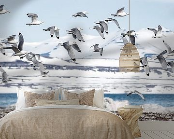 Kittiwakes on Svalbard