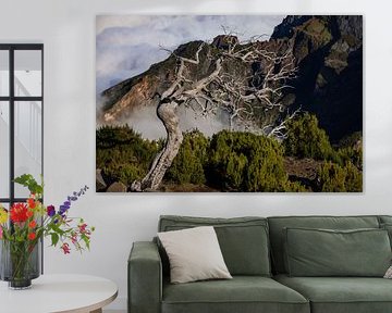 Oude boom op Pico Ruivo - vergankelijkheid te midden van de bergen van Madeira van Runawayphill