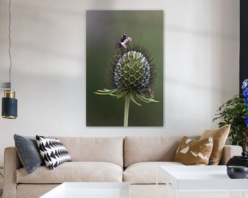 Fliege auf dem Schwanz einer großen Katze