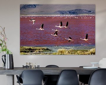 Die Flamingos der Laguna Colorada von Roland Brack