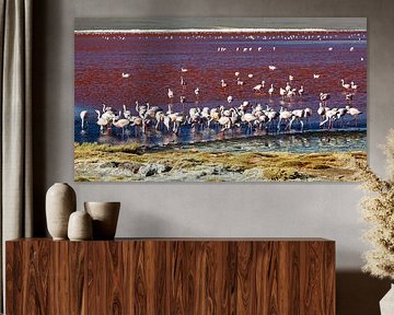 Die Flamingos der Laguna Colorada von Roland Brack