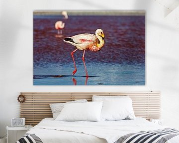 The flamingos of Laguna Colorada by Roland Brack