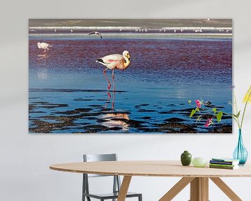 The flamingos of Laguna Colorada by Roland Brack