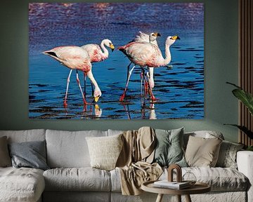 The flamingos of Laguna Colorada by Roland Brack