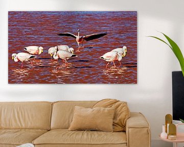 The flamingos of Laguna Colorada by Roland Brack