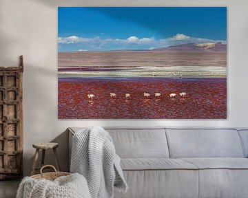 The flamingos of Laguna Colorada by Roland Brack