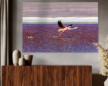 The flamingos of Laguna Colorada by Roland Brack