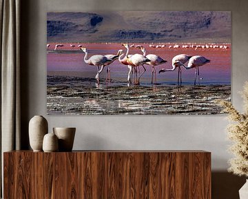 The flamingos of Laguna Colorada by Roland Brack