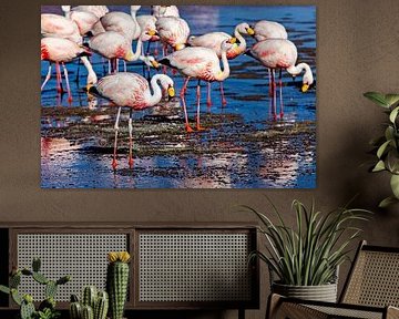 The flamingos of Laguna Colorada by Roland Brack