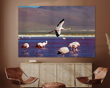 Die Flamingos der Laguna Colorada von Roland Brack