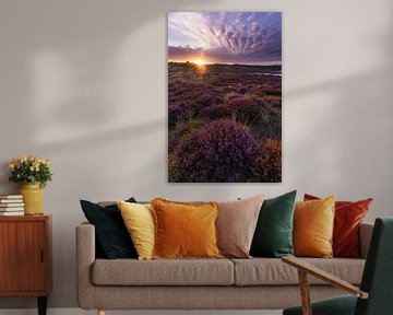 Heather bulbs at sunrise in the dunes by peterheinspictures