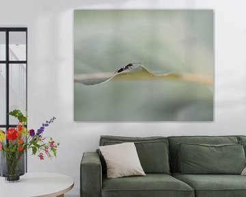 Ant by Liliane Jaspers