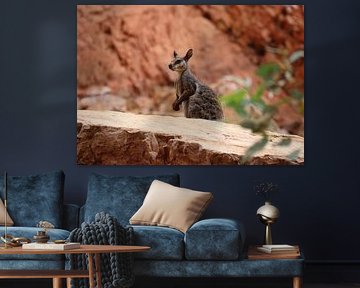 kangourous - wallabies