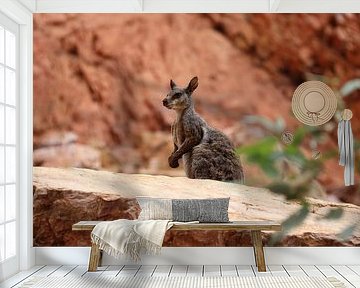 Kangoeroes - Wallabies