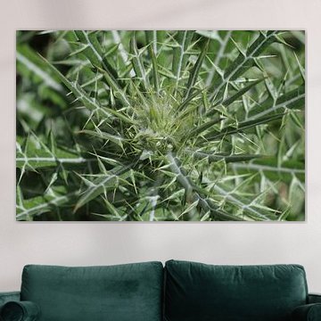 Elfenbeindistel