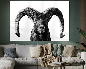 The Silent Strength – Portrait of a Mouflon