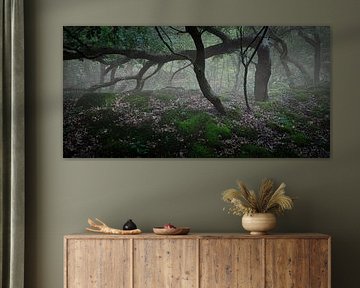 Ancient oaks in the PWN Dune Reserve near Bergen #4 by peterheinspictures