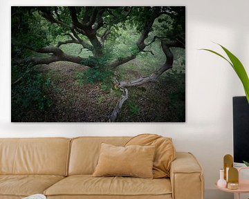 Ancient oaks in the PWN Dune Reserve near Bergen #5 by peterheinspictures