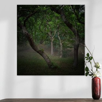 Ancient oaks in the PWN Dune Reserve near Bergen #10