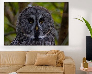 Bartkauz im Wald – Mystisches Portrait mit gelben Augen von Runawayphill