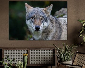 Europäischer Wolf – Majestätisches Portrait in der Wildnis von Runawayphill