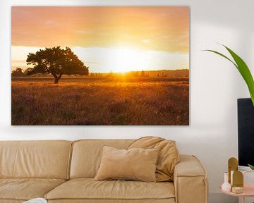 Mooiste boom van drenthe in het zonlicht tijdens zonsopkomst - Dwingelderveld (Nederland)