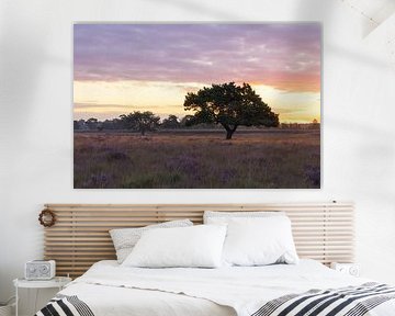 Mooiste boom van drenthe in het zonlicht tijdens zonsopkomst - Dwingelderveld (Nederland)