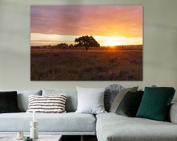 Mooiste boom van drenthe in het zonlicht tijdens zonsopkomst - Dwingelderveld (Nederland)