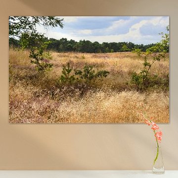 Netherlands turns purple