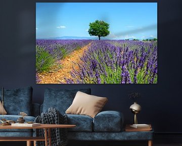 Blühender Lavendel in der Provence an einem Sommertag von Sjoerd van der Wal Fotografie