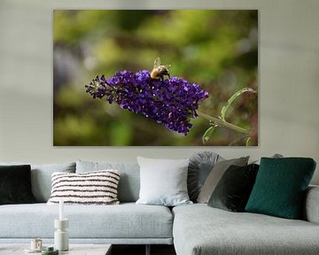 The Bee and the Butterfly Bush