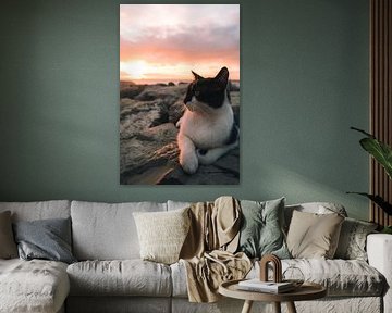 Sonnenuntergang mit Katze: Magische Momente am Meer von NZME Photography