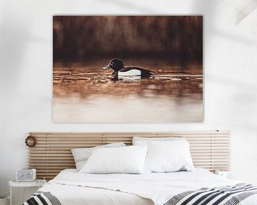 A silent swimmer in the warm light