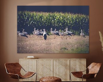 Gathering of storks in a wide open space by Thorsten Güttes / 25pictures